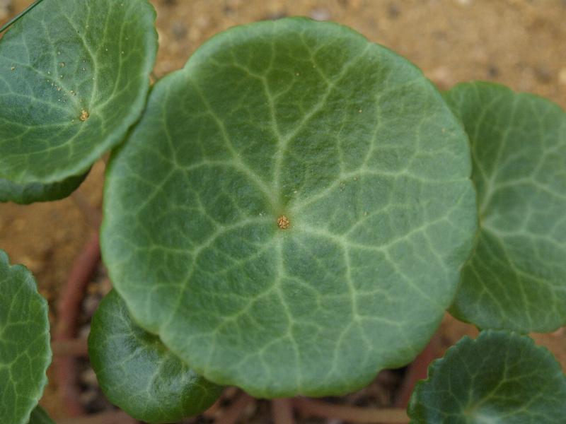 Cambridge, England: Botanic Garden: Umbilicus heylandianus