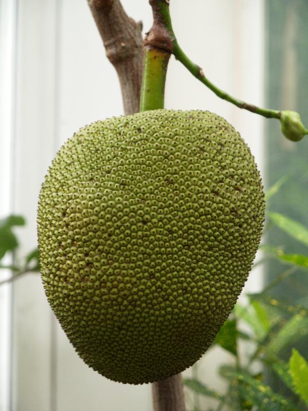 Cambridge, England: Botanic Garden: Jackfruit (Artocarpus heterophyllus)