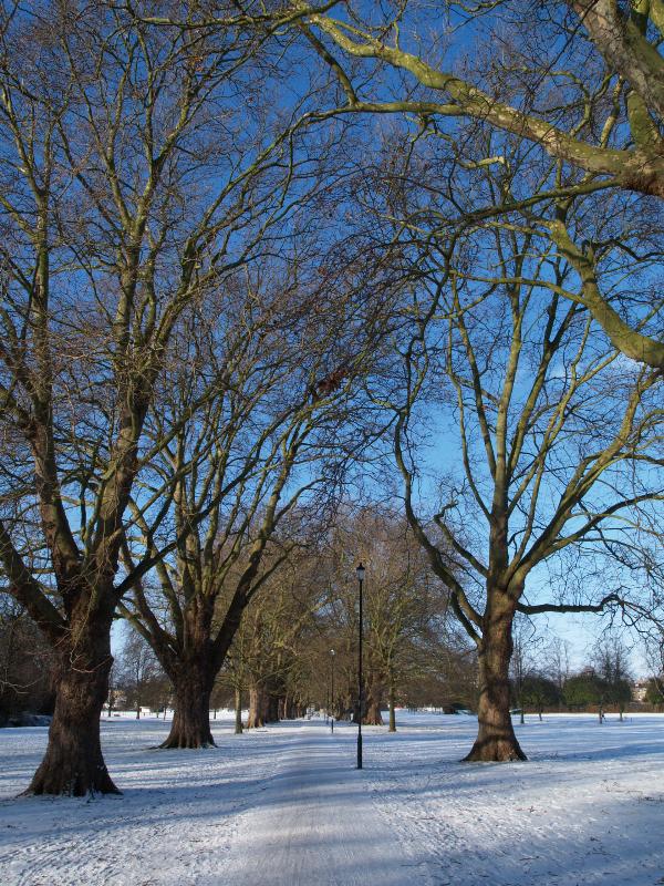 Cambridge, England: Jesus Green: Plane trees (Platanus) with snow on ground