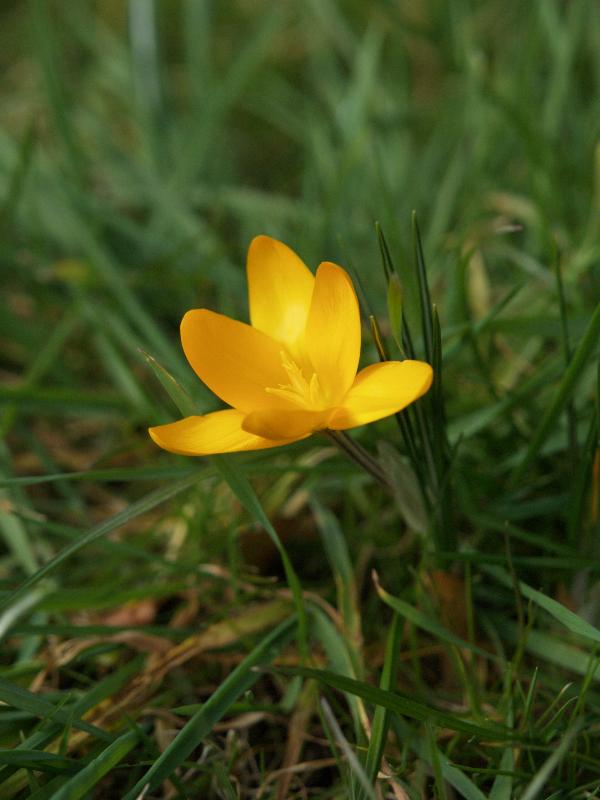 Cambridge, England: Roseford Road: yellow crocus