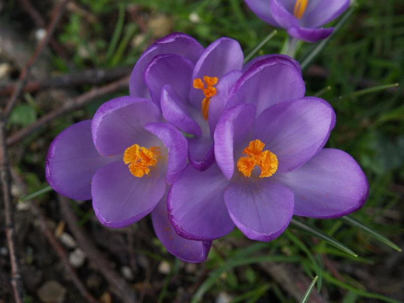 Cambridge, England: Trinity College: purple crocus
