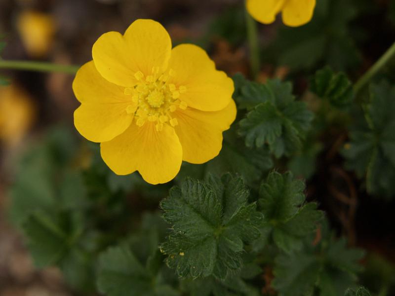 Cambridge, England: Botanic Garden: Alpine Cinquefoil (Potentilla neumanniana 'Nana')