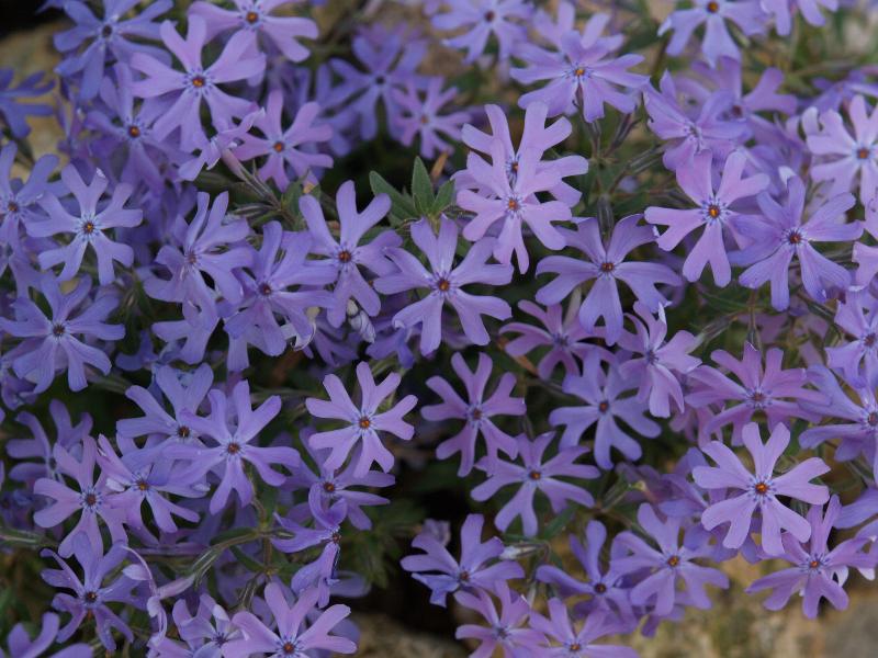 Cambridge, England: Botanic Garden: Phlox bifida 'Ralph Haywood'