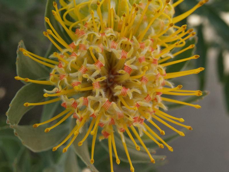 Cambridge, England: Botanic Garden: Wart-stemed Pincushion (Leucospermum cuneiforme)