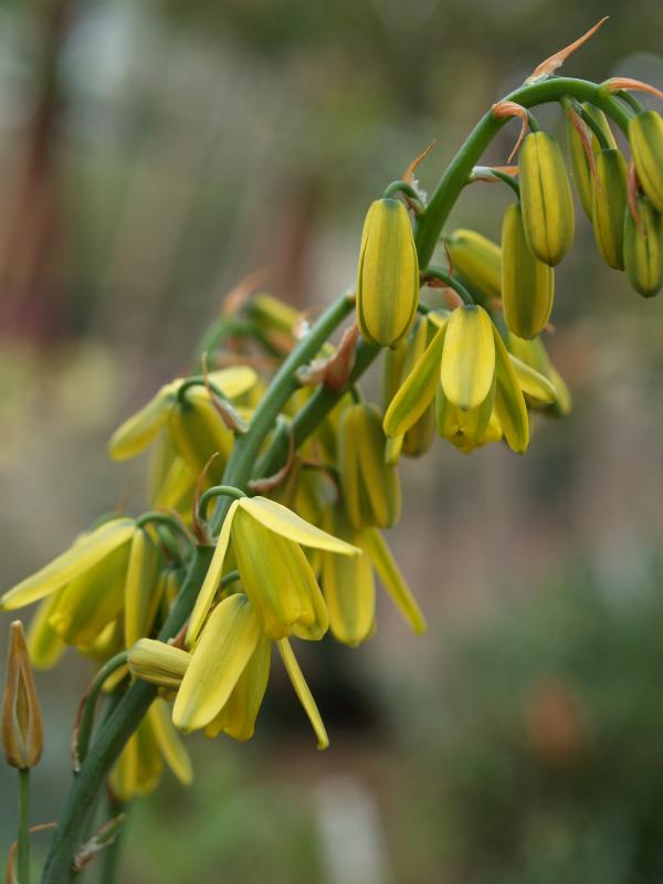 Cambridge, England: Botanic Garden: Sentry in the Box (Albuca canadensis)