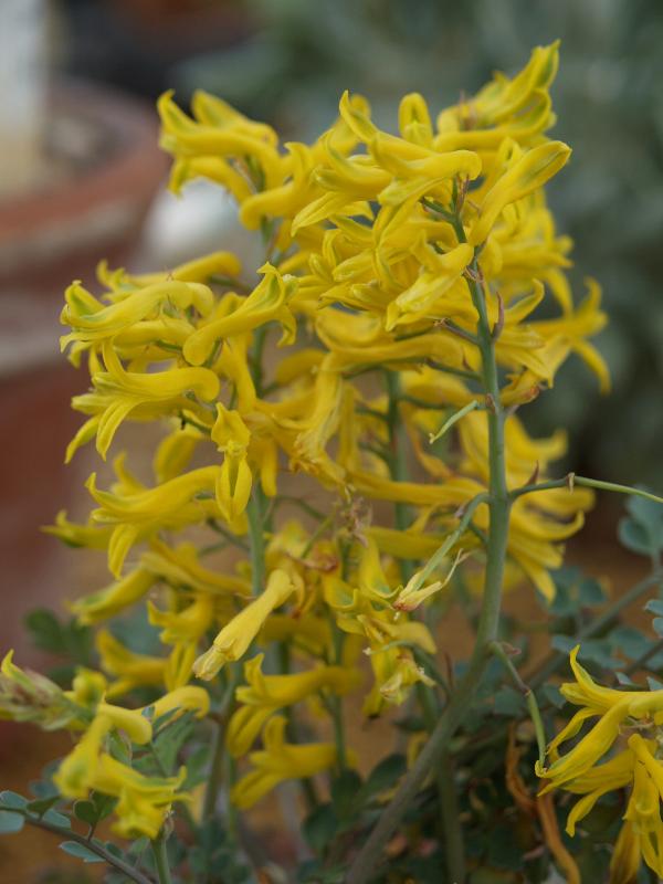 Cambridge, England: Botanic Garden: Corydalis wilsonii