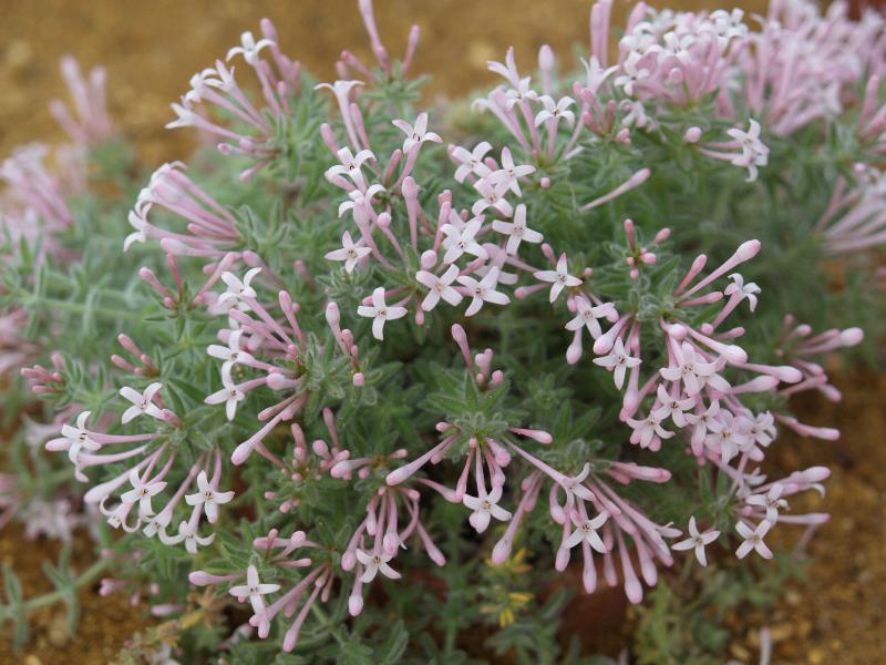 Cambridge, England: Botanic Garden: Asperula arcadiensis