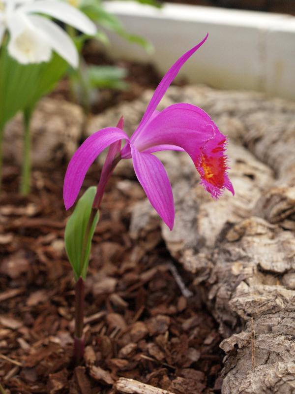 Cambridge, England: Botanic Garden: Orchid (Pleione pleionoides)