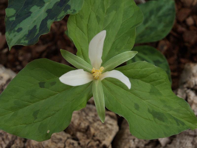 Cambridge, England: Botanic Garden: Sweet Trillium (Giant White Wakerobin, White Toadshade) (Trillium albidum)