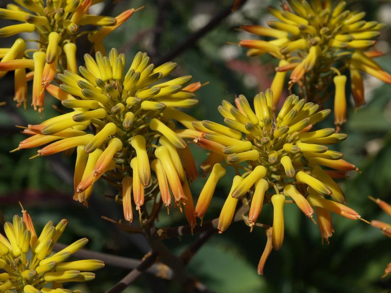 Cambridge, England: Botanic Garden: Aloe buhrii