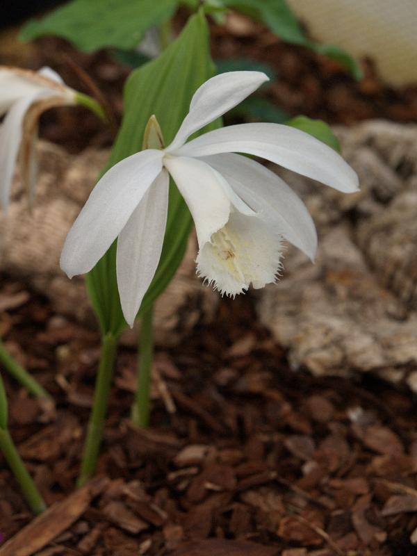 Cambridge, England: Botanic Garden: Orchid (Pleione formosana forma alba 'Clare')