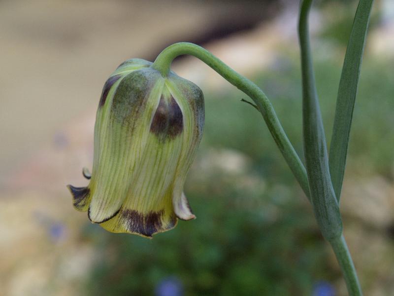 Cambridge, England: Botanic Garden: Fritillary (Fritillaria crassifolia ssp. Kurdica)