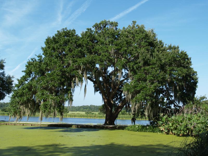Charleston, South Carolina (SC): Middleton Place: oak tree with Spanish moss