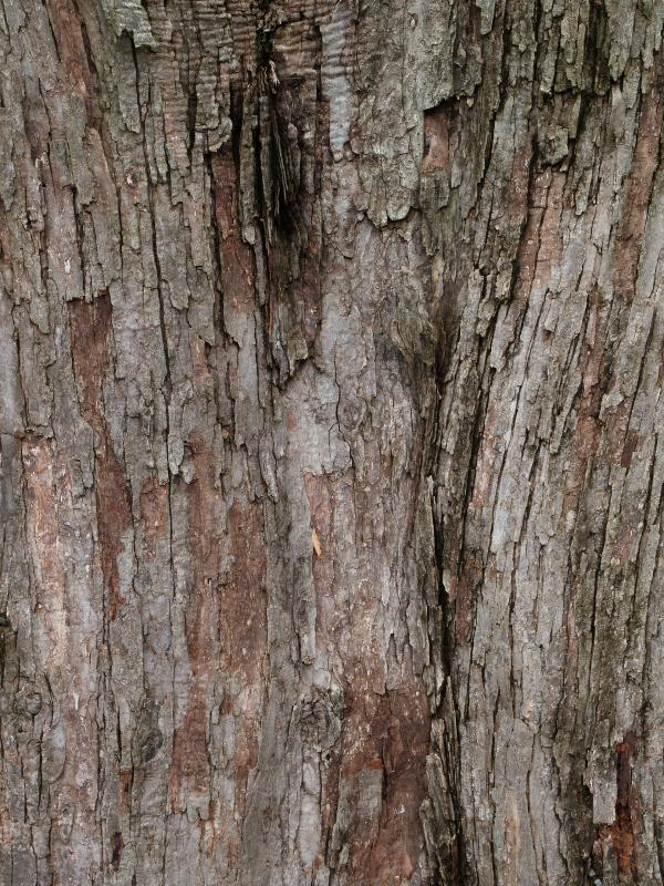 Charlottesville, Virginia (VA): Monticello: Chinese Cedar (Cedrela chinensis) bark