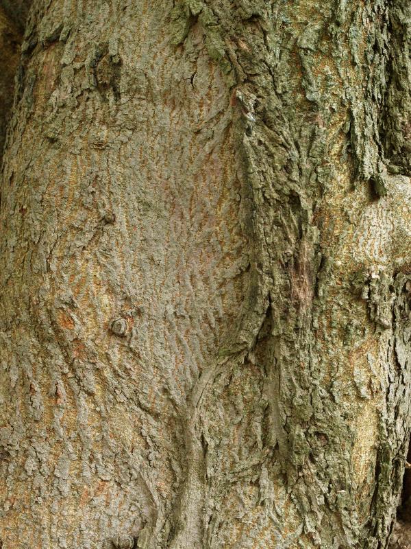 Charlottesville, Virginia (VA): Monticello: Paper Mulberry(Broussonetia papyrifera) bark
