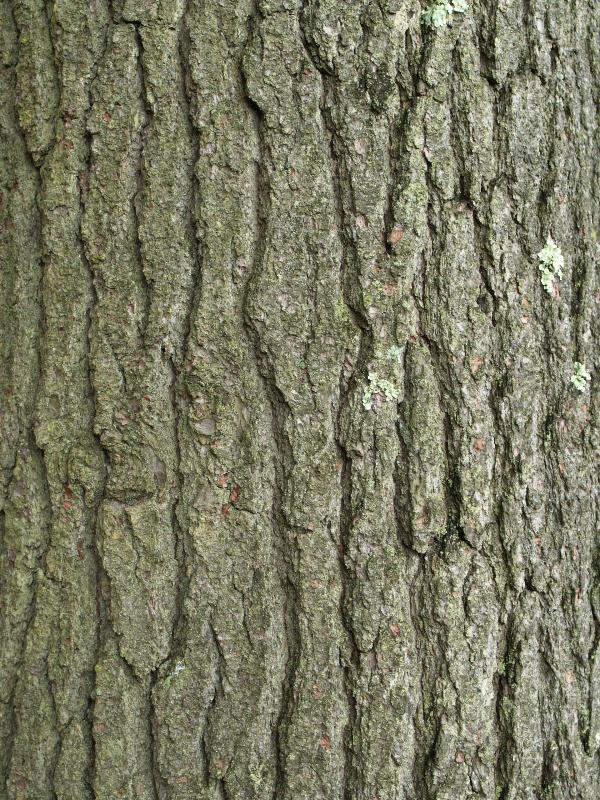 Hyde Park, New York (NY): Springwood (Home of Franklin D. Roosevelt): Eastern White Pine (Pinus Strobus) bark