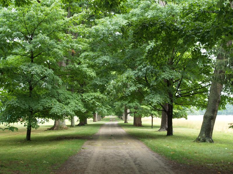 Hyde Park, New York (NY): Springwood (Home of Franklin D. Roosevelt): view down driveway
