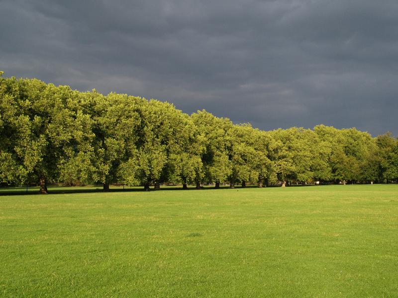 Cambridge, England: Jesus Green: Plane trees (Platanus), sun before the rain