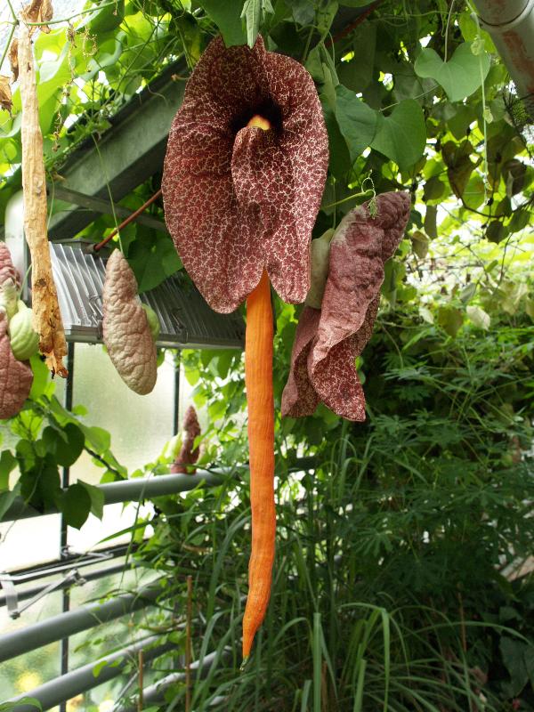 Munster, Germany: Botanischer Garten: Giant Pelican Flower (Aristolochia gigantea), with fruit
