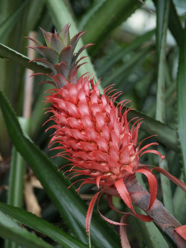 Munster, Germany: Botanischer Garten: Pineapple (Ananas comosus)