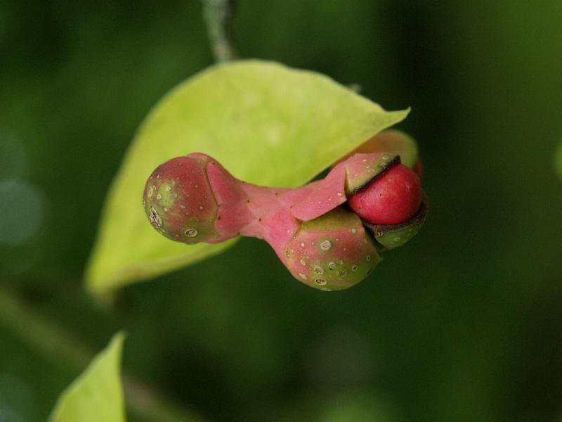 Munster, Germany: Botanischer Garten: Northern Japanese Magnolia (Magnolia kobus), fruit