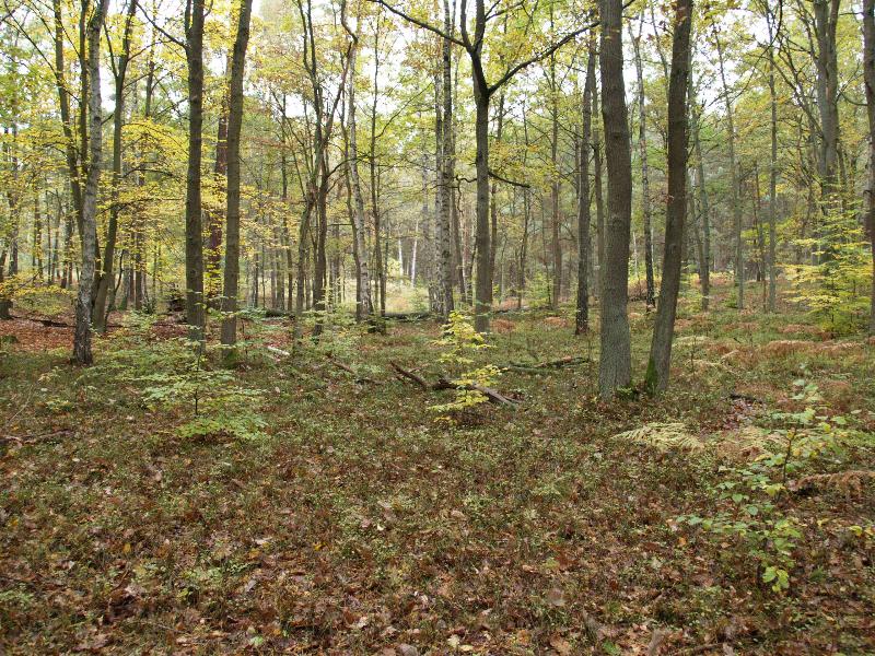 Joachimsthal, Germany: autumn woods