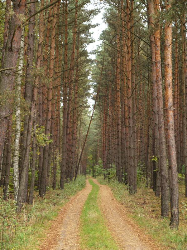 Joachimsthal, Germany: dirt road through pine trees