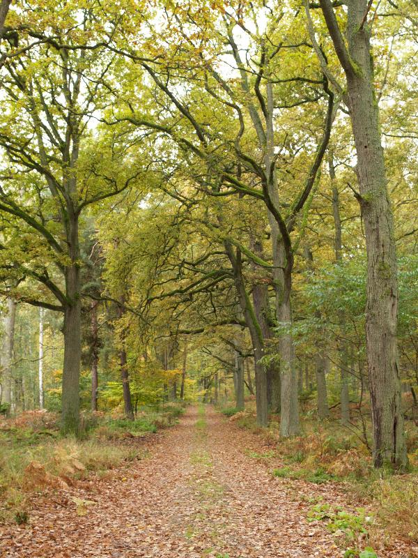 Joachimsthal, Germany: dirt road through woods