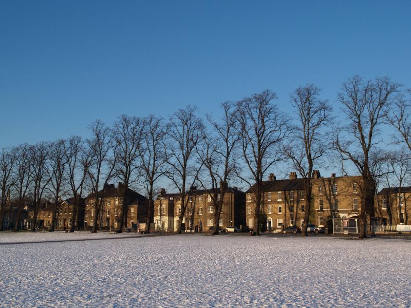 Cambridge, England: Parker's Piece (Parkside): Common Lime Trees (Tilia x europaea), winter (planted 1868)