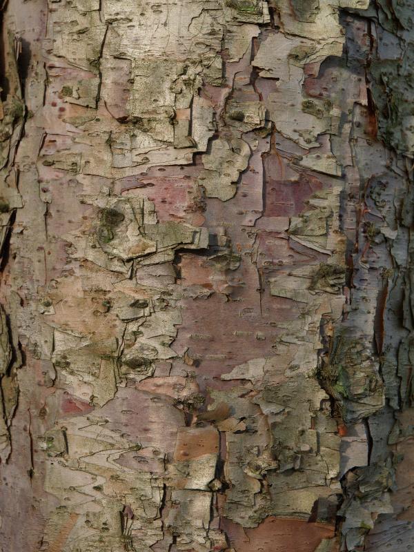 Cambridge, England: Botanic Garden: Betula davurica