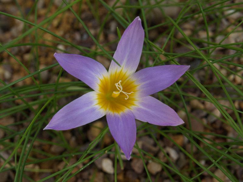 Cambridge, England: Botanic Garden: Romulea clusiana