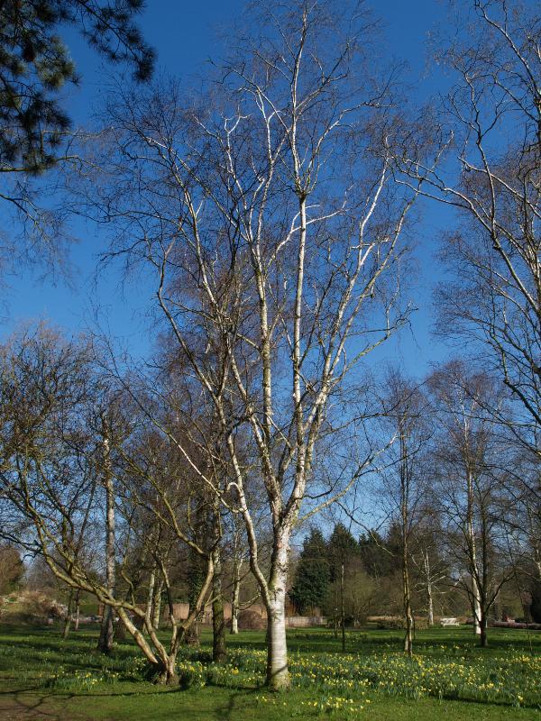 Cambridge, England: Botanic Garden: Betula x coerulea