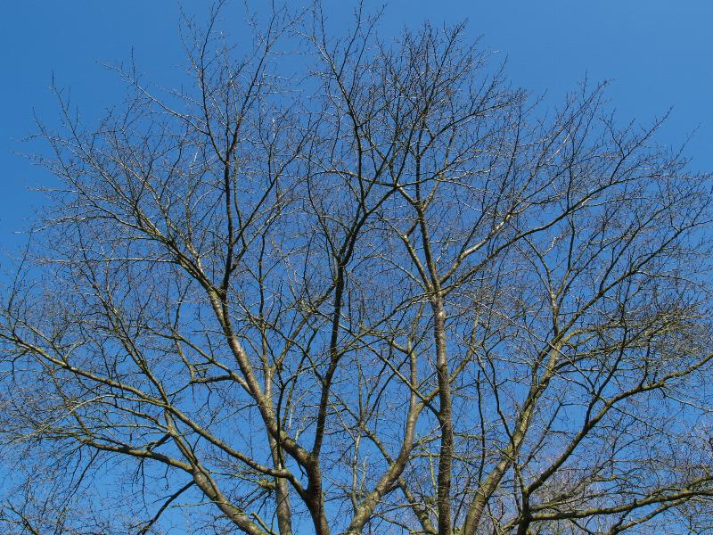 Cambridge, England: Botanic Garden: Prunus serrulata var. spontanea