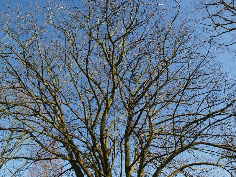 Cambridge, England: Botanic Garden: Caucasian Wing-nut (Pterocarya fraxinifolia)