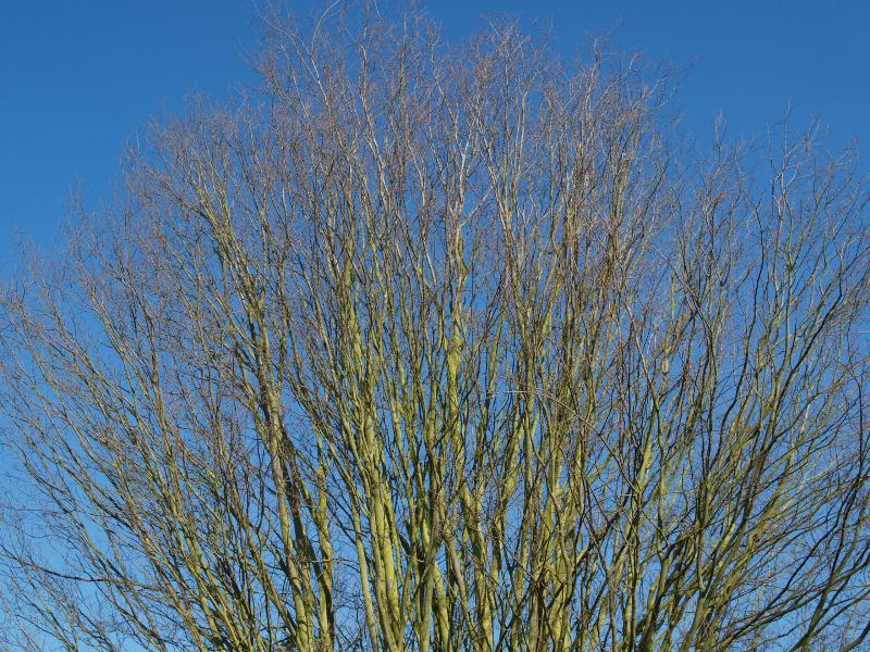Cambridge, England: Botanic Garden: Caucasian Elm (Zelkova carpinifolia)