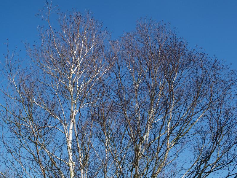 Cambridge, England: Botanic Garden: Betula utilis var. jacquemontii