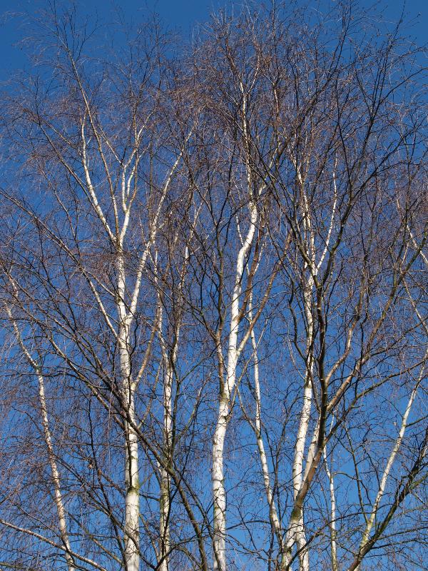 Cambridge, England: Botanic Garden: Silver Birch (Betula pendula)