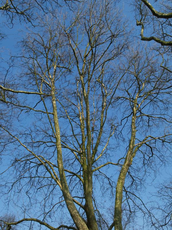 Cambridge, England: Jesus Green: Plane trees (Platanus), branches