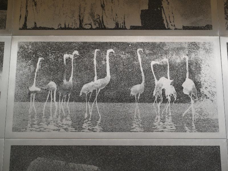 Cambridge, England: Botanic Garden: flamingos (Galapagos, 2010, Norman Ackroyd)