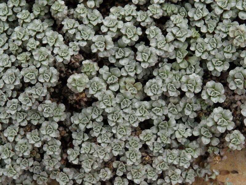 Cambridge, England: Botanic Garden: Raoulia hookeri
