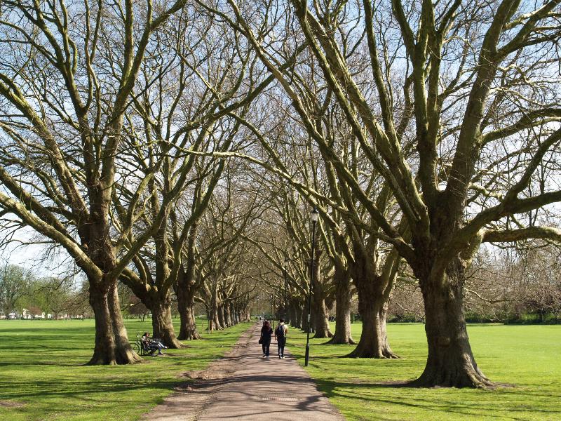 Cambridge, England: Jesus Green: Plane trees (Platanus) in early spring