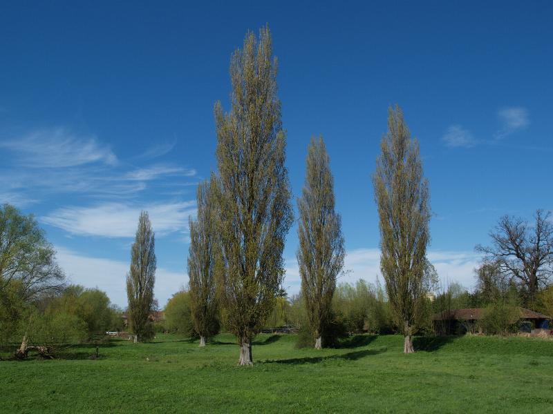 Cambridge, England: Sheep's Green (Coe Fen): view, early spring