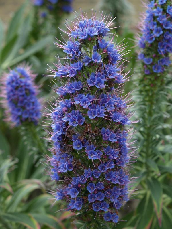 Cambridge, England: Botanic Garden: Echium candicans