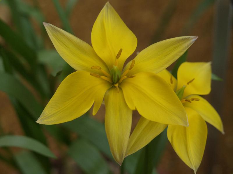 Cambridge, England: Botanic Garden: Tulipa urumiensis