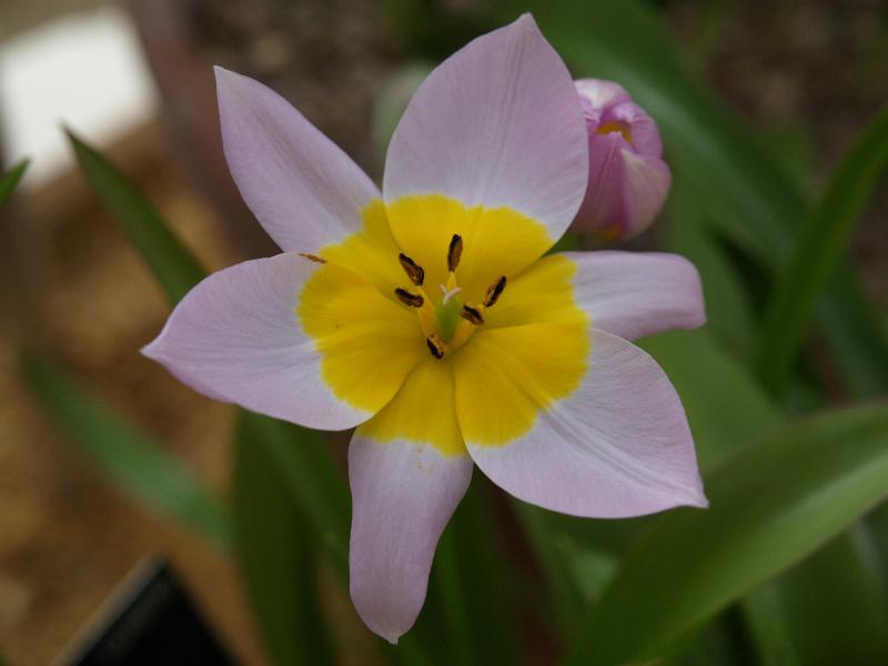 Cambridge, England: Botanic Garden: Candia Tulip (Tulipa saxitilis)
