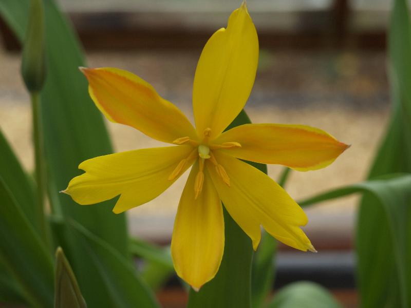 Cambridge, England: Botanic Garden: Tulipa ferganica