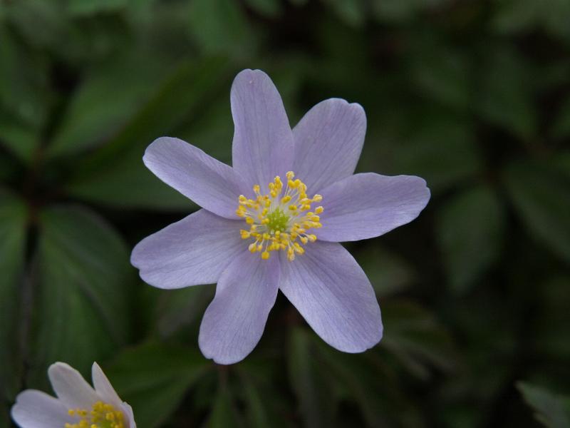 Cambridge, England: Botanic Garden: Anemone nemorosa 'Robinsoniana'