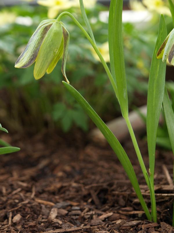 Cambridge, England: Botanic Garden: Fritillaria hermonis ssp. Amana