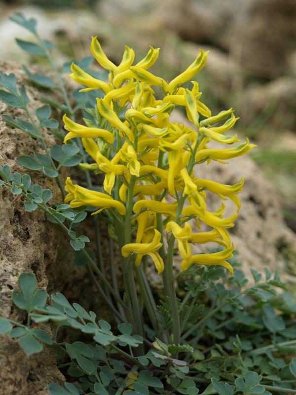 Cambridge, England: Botanic Garden: Corydalis wilsonii