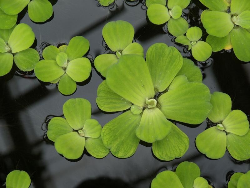 Cambridge, England: Botanic Garden: Water Lettuce (Pistia Stratiotes)